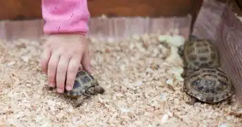 La tortue, une créature étonnamment attachante qui pourrait bien vous reconnaître