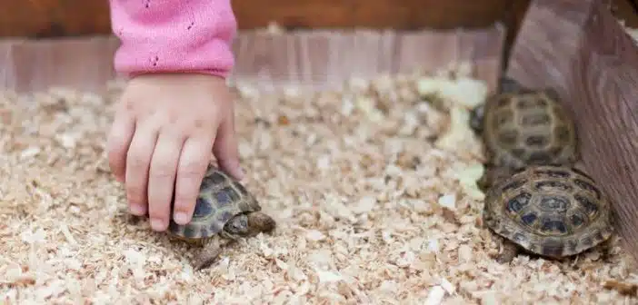 La tortue, une créature étonnamment attachante qui pourrait bien vous reconnaître
