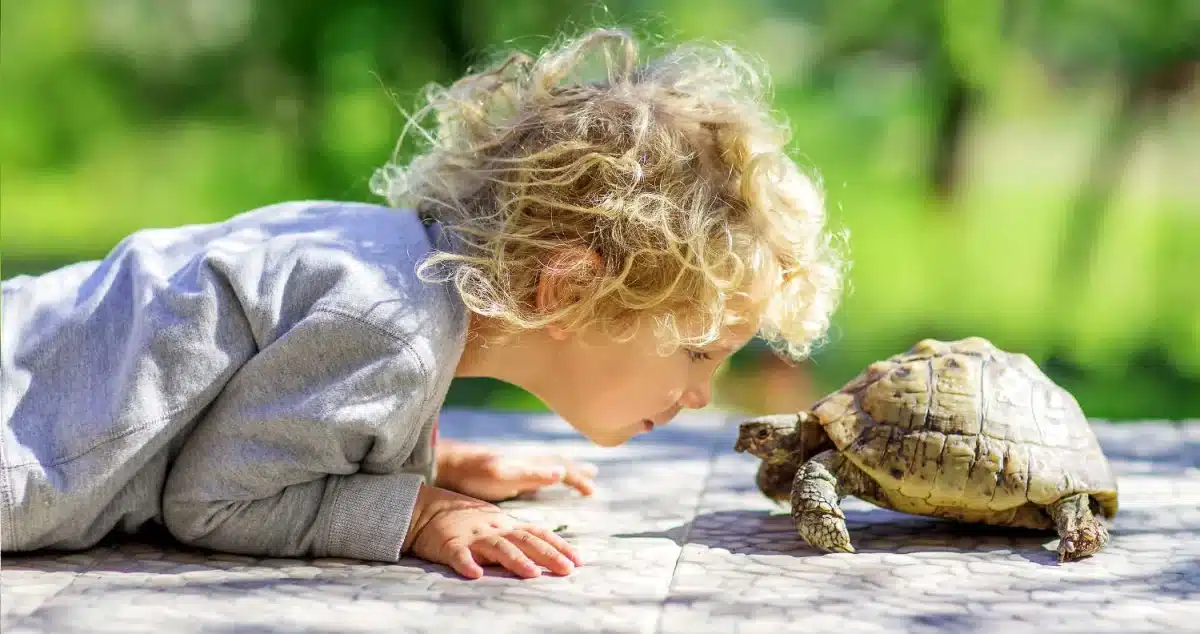 La tortue, une créature étonnamment attachante qui pourrait bien vous reconnaître 